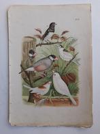 Chromolithografie - Plaat IV uit "De Vogelwereld" (1886), Ophalen of Verzenden
