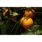 Citrus Sinensis - Sinaasappelboom g17026, Tuin en Terras, Planten | Tuinplanten, Ophalen of Verzenden