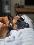 Ter adoptie: Mechelse Herder – Teef, Dieren en Toebehoren, Teef, Eén hond, 3 tot 5 jaar, Herder