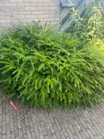 Vier Taxusstruiken- Mooi en gezond, Ophalen of Verzenden, Taxus, Struik, Minder dan 100 cm
