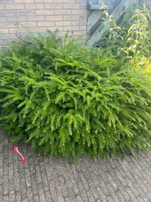 Vier Taxusstruiken- Mooi en gezond, Tuin en Terras, Planten | Struiken en Hagen, Struik, Taxus, Minder dan 100 cm, Ophalen of Verzenden