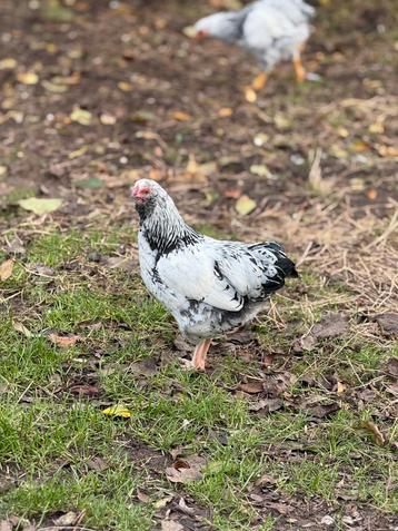 Wyandotte haantjes beschikbaar voor biedingen