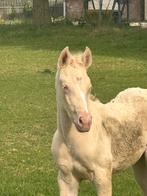 2 zeer interessant gefokte NRPS merrie veulens, Dieren en Toebehoren, Pony's, Merrie, Recreatiepony, 0 tot 2 jaar