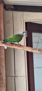Pionus Menstruus pop.  zwartoorpapegaai, Dieren en Toebehoren, Vogels | Parkieten en Papegaaien, Vrouwelijk, Papegaai, Geringd