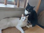 Twee leuke katers, gaan alleen samen weg!, Dieren en Toebehoren, Katten en Kittens | Overige Katten, Kortharig, Kater, 3 tot 5 jaar