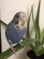 Jong Grasparkiet gezocht, Dieren en Toebehoren, Vogels | Parkieten en Papegaaien, Geslacht onbekend, Parkiet, Pratend