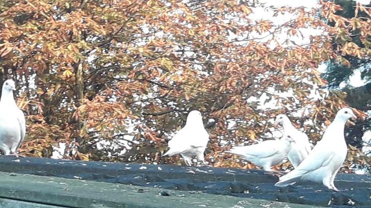 Witte postduiven, Dieren en Toebehoren, Vogels | Duiven, Postduif, Meerdere dieren