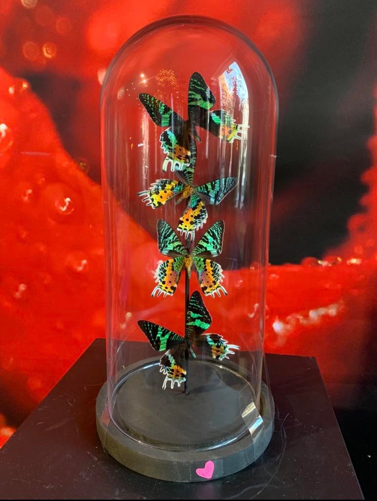 Vlinders in stolp; urania ripheus; zonsondergangsmot, Ophalen of Verzenden, Nieuw