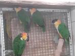 Zwarkop caique, Geslacht onbekend, Papegaai