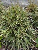 Carex morrowii, Siergrassen, Ophalen