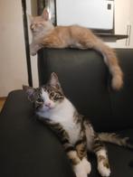 Maine coon kittens RODE POES / TIJGER KATER, Meerdere dieren, Ontwormd, 0 tot 2 jaar