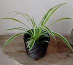 2 graslelies, Ophalen of Verzenden, Halfschaduw, Minder dan 100 cm