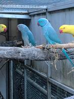 Koppel halsbandparkieten, Dieren en Toebehoren, Meerdere dieren, Parkiet