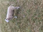 Swifter ooilam, Dieren en Toebehoren, Schapen, Geiten en Varkens, Vrouwelijk, Schaap, 0 tot 2 jaar