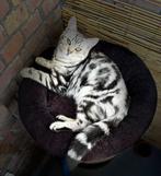 LAATSTE Britse korthaar silver tabby kitten beschikbaar, Dieren en Toebehoren, Katten en Kittens | Raskatten | Langhaar, Meerdere dieren