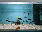 Black Molly, Poecilia Sphenops Black, mollie, molly's, Dieren en Toebehoren, Vis, Zoetwatervis