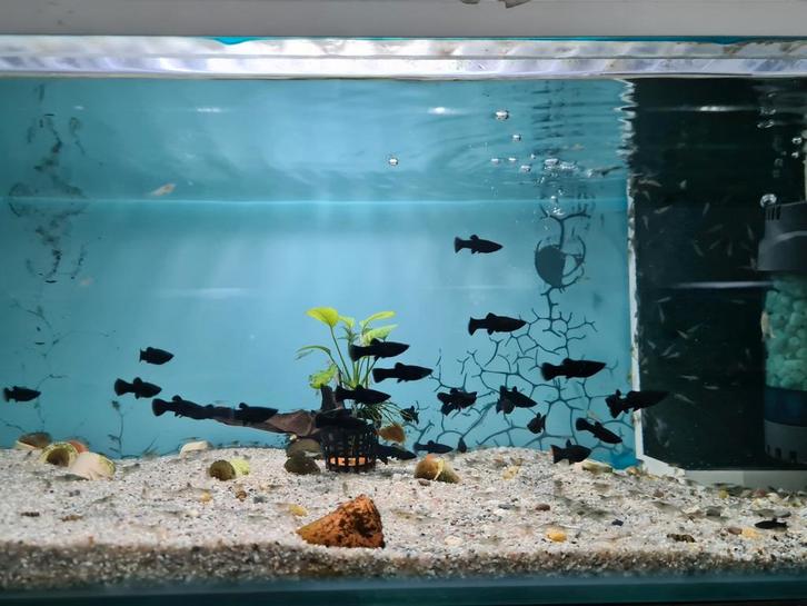 Black Molly, Poecilia Sphenops Black, mollie, molly's, Dieren en Toebehoren, Vissen | Aquariumvissen, Zoetwatervis, Vis