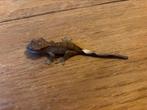 2x baby wimpergekko, Dieren en Toebehoren, Reptielen en Amfibieën, Hagedis, Tam, 0 tot 2 jaar