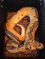 Ball Python/Konings Python, Dieren en Toebehoren, Reptielen en Amfibieën, Slang, Tam, 0 tot 2 jaar