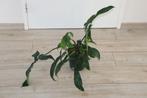 Philodendron plant ca. 75 x 47 cm (DxH), Ophalen, Vaste plant, Overige soorten, Halfschaduw
