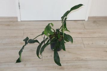 Philodendron plant ca. 75 x 47 cm (DxH) beschikbaar voor biedingen