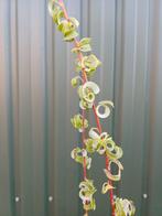 Kleurrijke wilgen, Tuin en Terras, Volle zon, Vaste plant, Lente, Ophalen