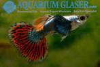 GUPPEN ELEPHANT DOMBO DRAGON PLATINA, Vis