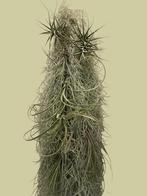 Tillandsia Usneoides, Ophalen of Verzenden, Minder dan 100 cm