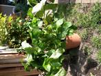Anemoon, Ophalen, Zomer, Volle zon