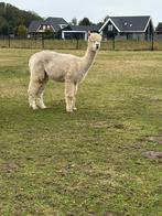2 drachtige alpaca merries, Dieren en Toebehoren, April, Vrouwelijk