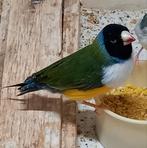 Gouldamadine man., Mannelijk, Tropenvogel