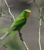 Citroenparkiet man, Mannelijk, Parkiet