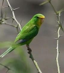 Citroenparkiet man beschikbaar voor biedingen