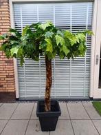 Prachtige kunst plant/boom H 155 cm, Ophalen of Verzenden, Nieuw, Binnen