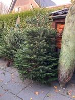 Nordman kerstbomen, Tuin en Terras, Ophalen of Verzenden, Zomer, Volle zon, Overige soorten