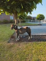 AMHA/NMPRS merrie en hengstveulen., Dieren en Toebehoren, Pony's, Merrie, A pony (tot 1.17m), Recreatiepony, 3 tot 6 jaar