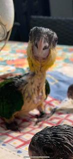 Caique’s zwartkop baby popje, Dieren en Toebehoren, Vogels | Parkieten en Papegaaien, Vrouwelijk, Papegaai, Tam