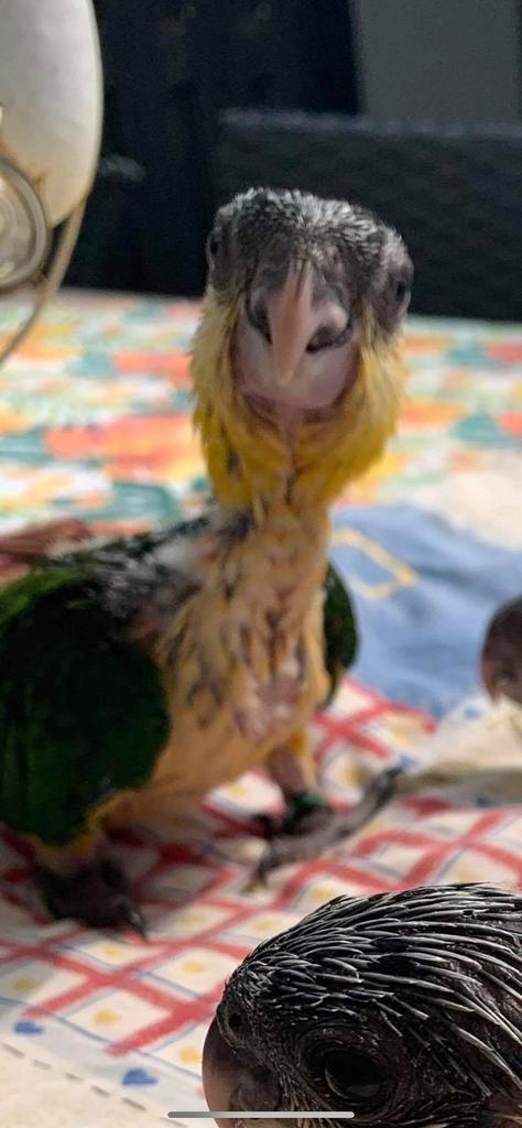 Caique’s zwartkop baby popje, Dieren en Toebehoren, Vogels | Parkieten en Papegaaien, Papegaai, Vrouwelijk, Tam