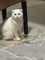 Kaat te koop, Dieren en Toebehoren, Katten en Kittens | Raskatten | Korthaar, Kater, 0 tot 2 jaar