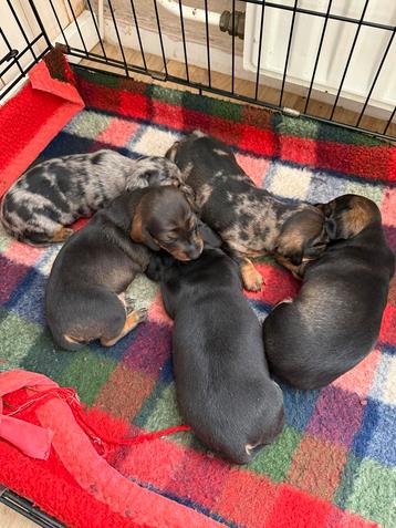 Lieve teckel puppy’s beschikbaar voor biedingen