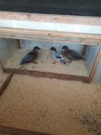 Hollandse kwakers, Dieren en Toebehoren, Pluimvee, Meerdere dieren, Eend