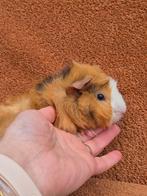 4 weken borstel beertje kruinen punk choco buff wit jong, Cavia, Mannelijk, November, Tam