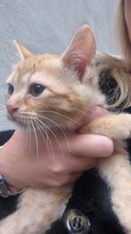 Bengaalse katertje te koop., Dieren en Toebehoren, Katten en Kittens | Raskatten | Korthaar, Kater