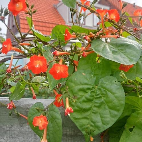 Ipomoea rubriflora zaden, Tuin en Terras, Bloembollen en Zaden, Zaad, Voorjaar, Volle zon, Ophalen of Verzenden