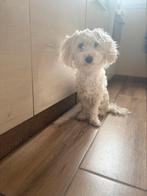 Maltipoo te koop, Dieren en Toebehoren, Particulier, Rabiës (hondsdolheid), 1 tot 2 jaar, Buitenland