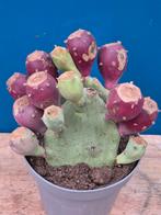 Opuntia Humifusa p14, Ophalen of Verzenden, Cactus, Volle zon, Minder dan 100 cm