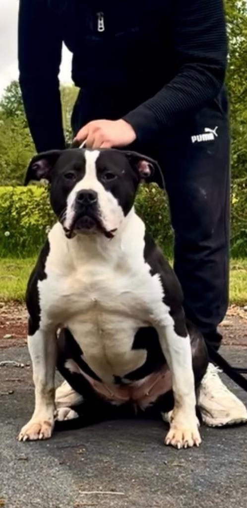 Bully xxl / xl teefje van 9 maanden zeer lief met abkc, Dieren en Toebehoren, Honden | Bulldogs, Pinschers en Molossers, Teef