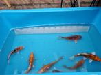 Te koop japanse koi’s 13-23cm 10 euro per stuk, Karper of Koi