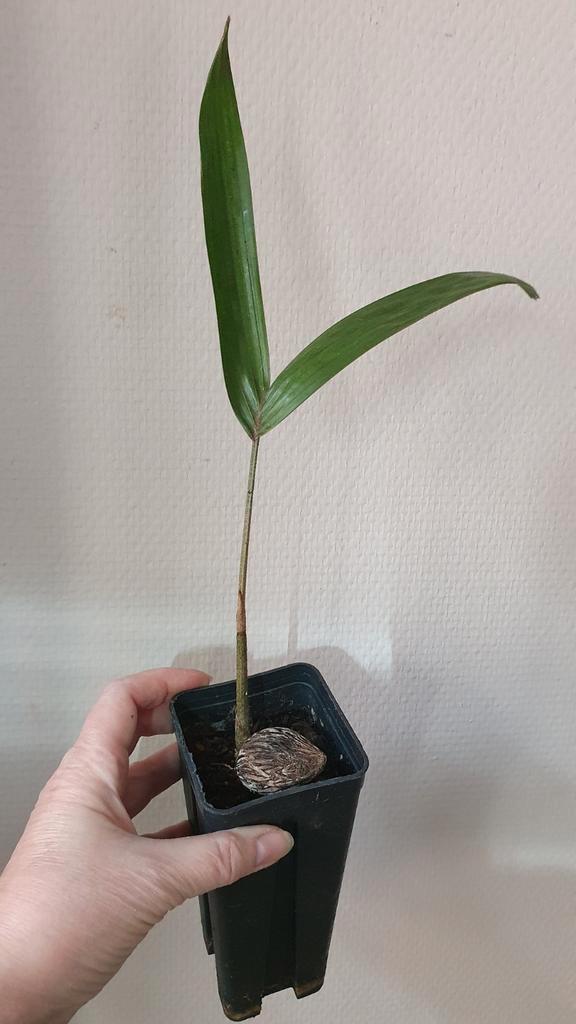 Wodyetia bifurcata
/ Foxtail palm / Vossenstaartpalm, Huis en Inrichting, Kamerplanten, Palm, Minder dan 100 cm, Groene kamerplant