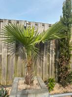 Palmboom .. weg is weg, Tuin en Terras, Planten | Bomen, Zomer, Volle zon, Ophalen of Verzenden, Palmboom